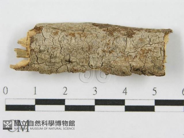筍殼菌屬藏品圖，第1張
