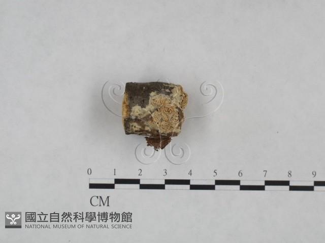 登錄號:F0024994藏品圖，第1張