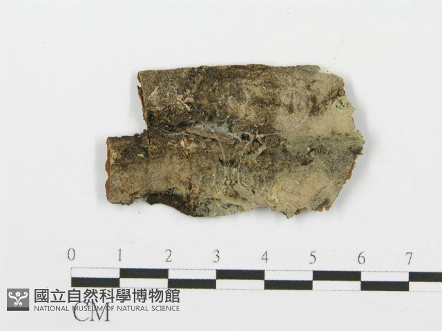 登錄號:F0004994藏品圖，第1張