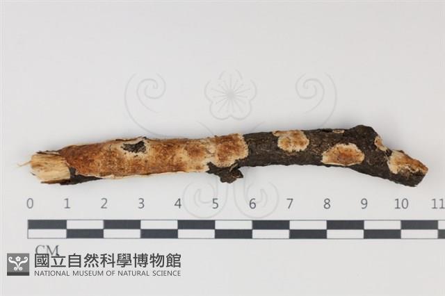 登錄號:F0034994藏品圖，第1張