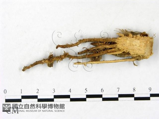 小皮傘屬藏品圖，第1張