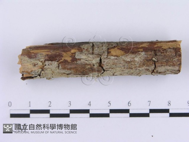 登錄號:F0002994藏品圖，第1張