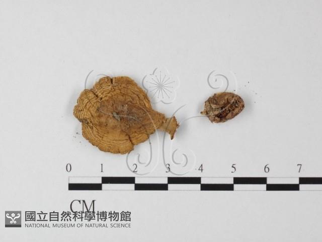 登錄號:F0012994藏品圖，第1張