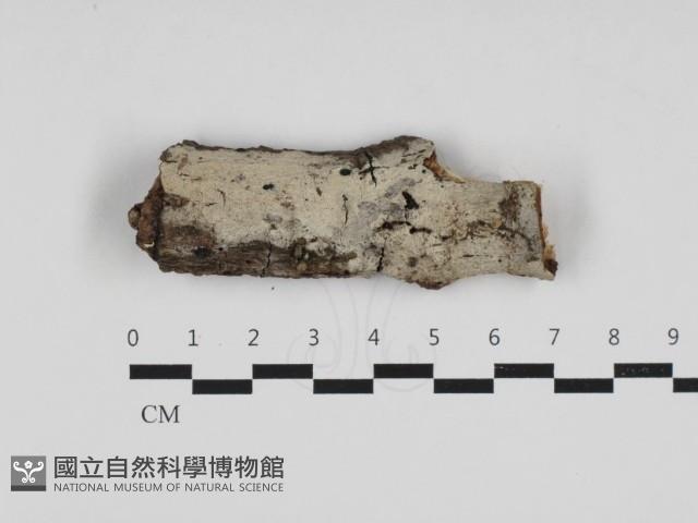 剛毛絲皮菌藏品圖，第1張