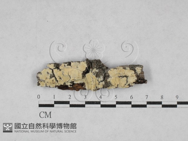 絲齒菌屬藏品圖，第1張