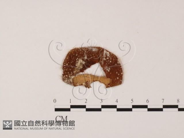 登錄號:F0007994藏品圖，第1張