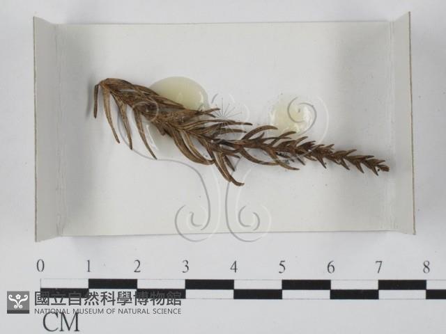 登錄號:F0017994藏品圖，第1張