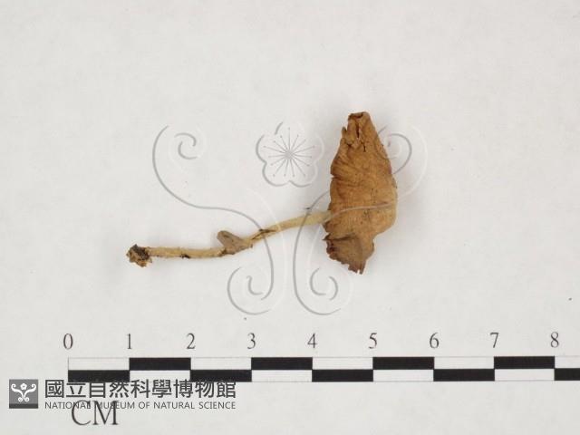 登錄號:F0025994藏品圖，第1張