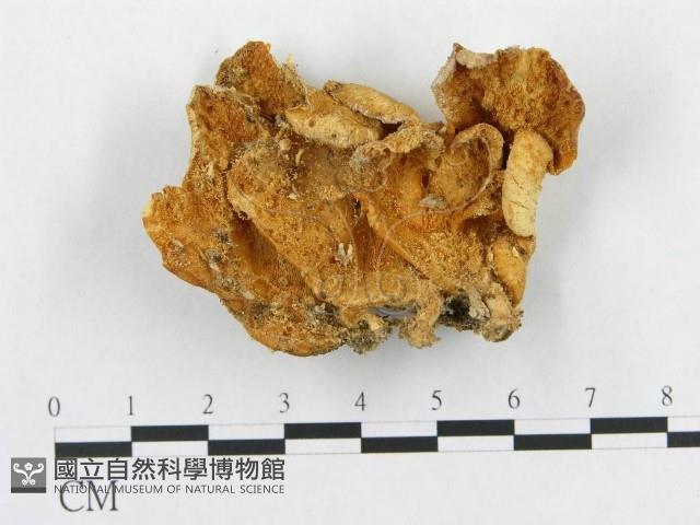 登錄號:F0015994藏品圖，第1張