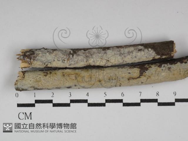 登錄號:F0029994藏品圖，第1張