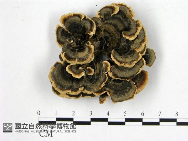 雲芝藏品圖，第1張