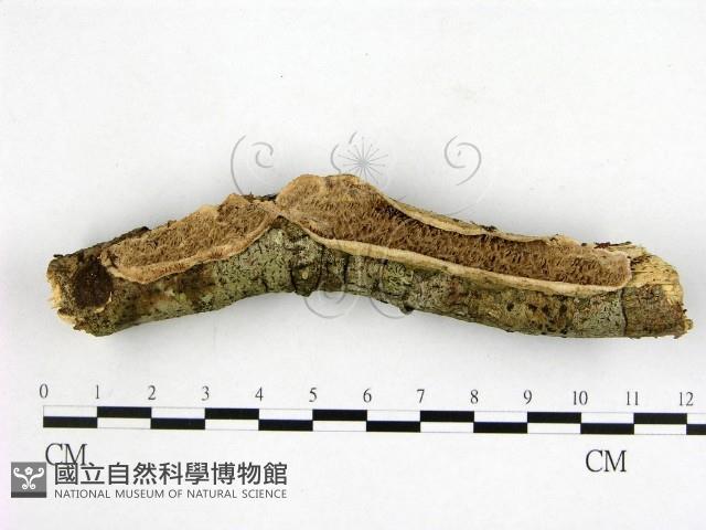 顯絲菌屬藏品圖，第1張