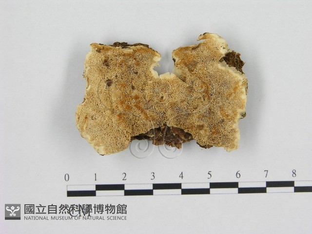 登錄號:F0013994藏品圖，第1張