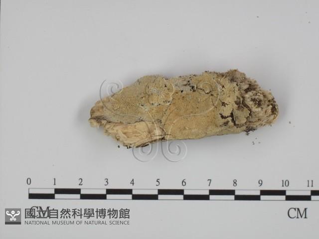 登錄號:F0008694藏品圖，第1張