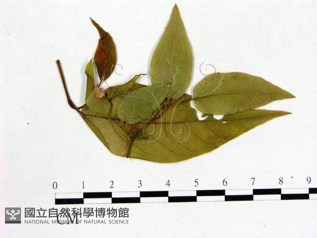 登錄號:F0020694藏品圖，第1張