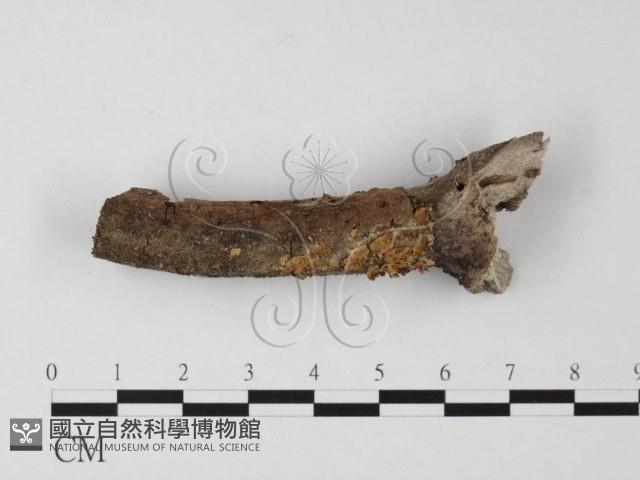 登錄號:F0010694藏品圖，第1張