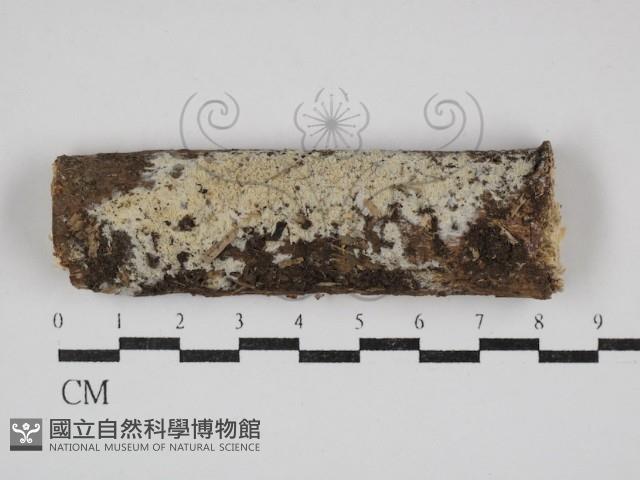 登錄號:F0030694藏品圖，第1張