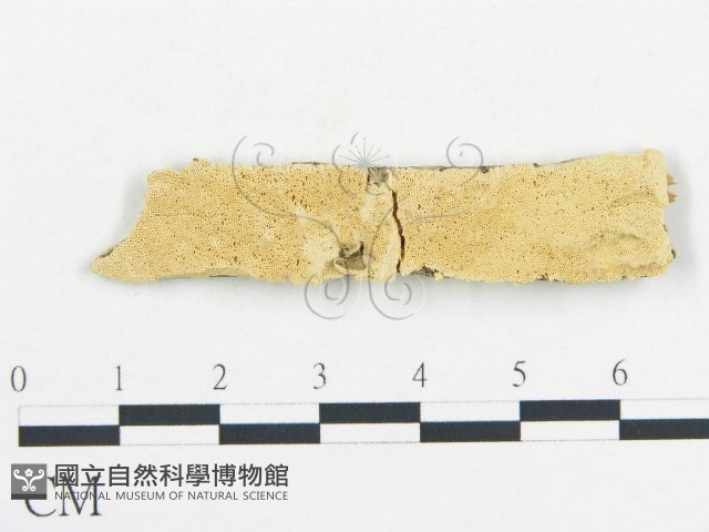 登錄號:F0006694藏品圖，第1張
