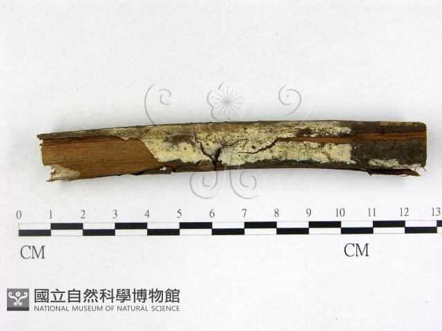 登錄號:F0021694藏品圖，第1張