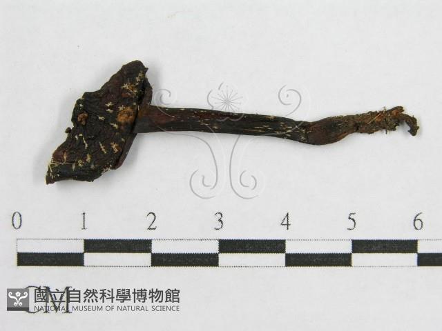 盔孢傘屬藏品圖，第1張