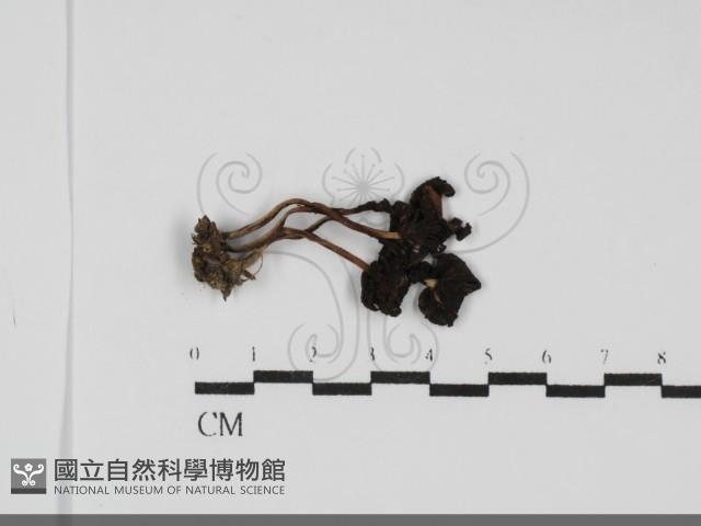 館號:F0031694藏品圖，第1張