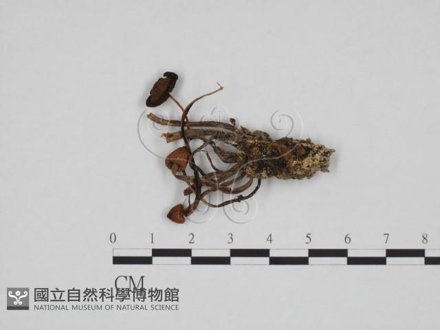 登錄號:F0024694藏品圖，第1張