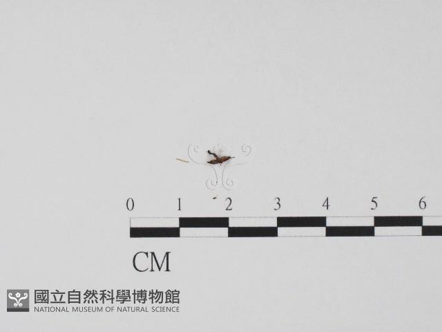 登錄號:F0004694藏品圖，第1張