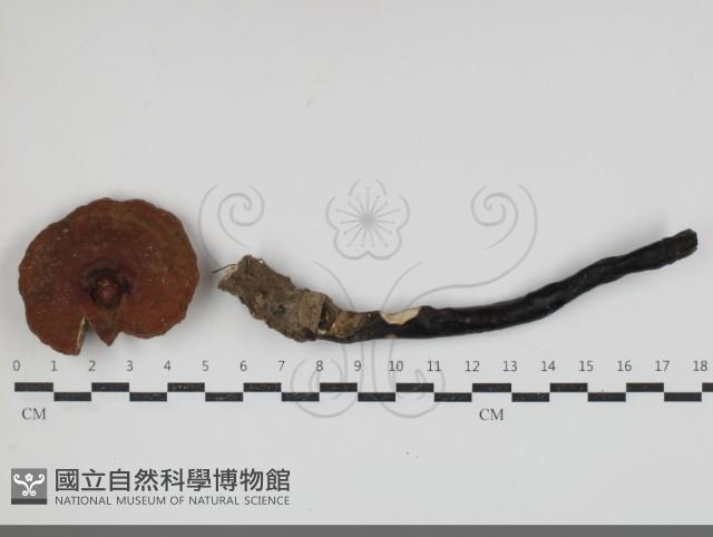 登錄號:F0034694藏品圖，第1張