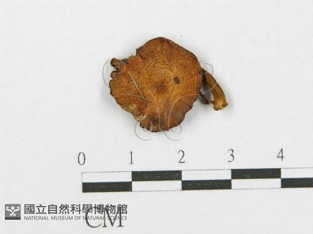 登錄號:F0002694藏品圖，第1張