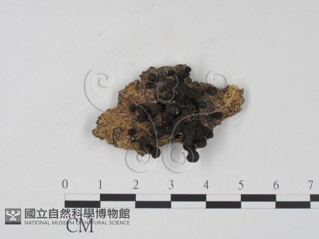 登錄號:F0007694藏品圖，第1張