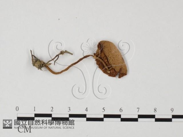 登錄號:F0025694藏品圖，第1張