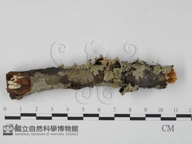 栓菌屬藏品圖，第1張