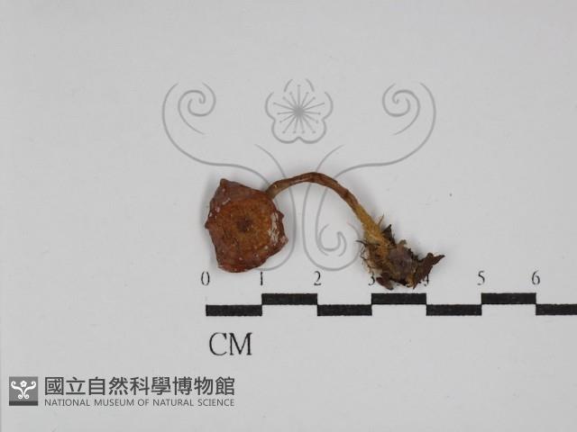 登錄號:F0009694藏品圖，第1張