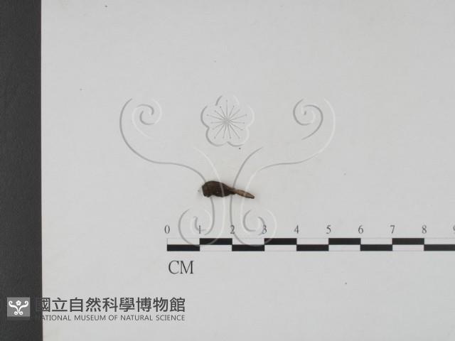 登錄號:F0019694藏品圖，第1張