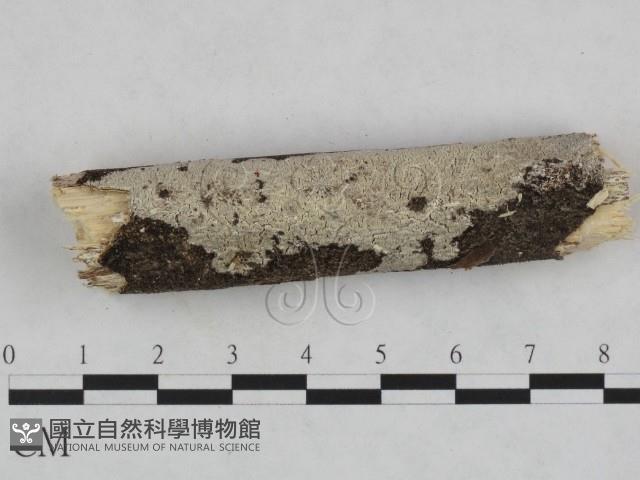 登錄號:F0023694藏品圖，第1張