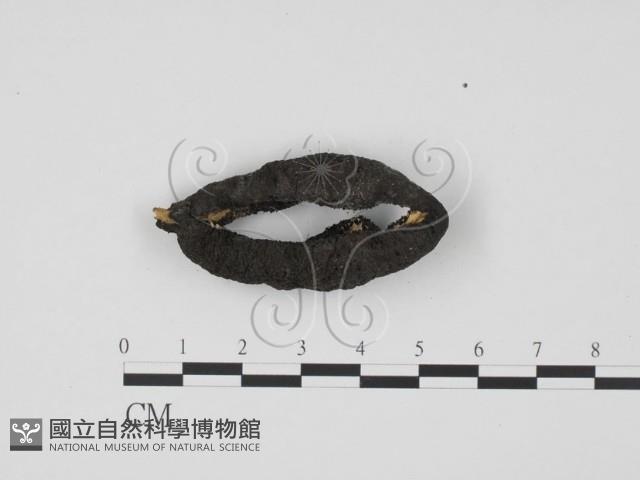 炭角菌屬藏品圖，第1張