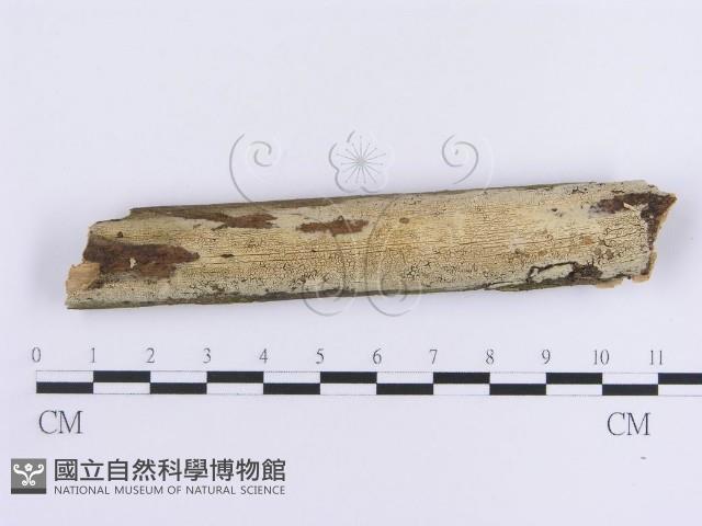 登錄號:F0013694藏品圖，第1張