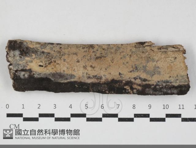 栓菌屬藏品圖，第1張