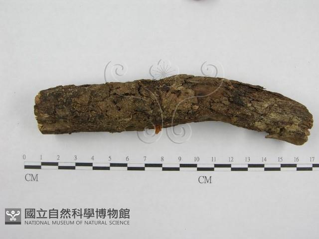 登錄號:F0008494藏品圖，第1張