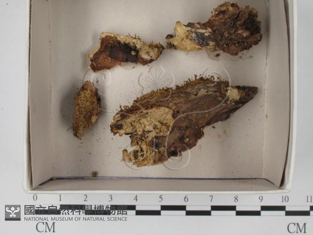 登錄號:F0018494藏品圖，第1張