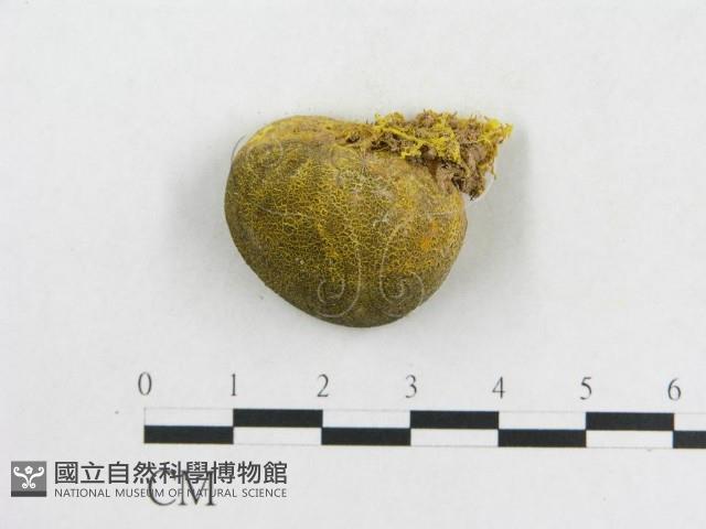 登錄號:F0020494藏品圖，第1張
