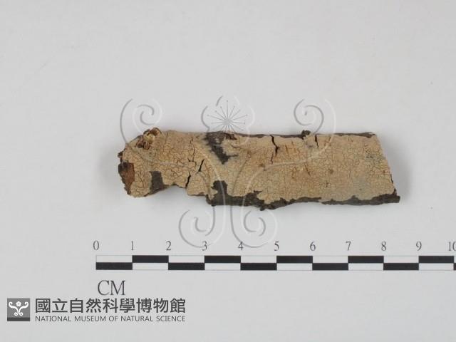登錄號:F0010494藏品圖，第1張