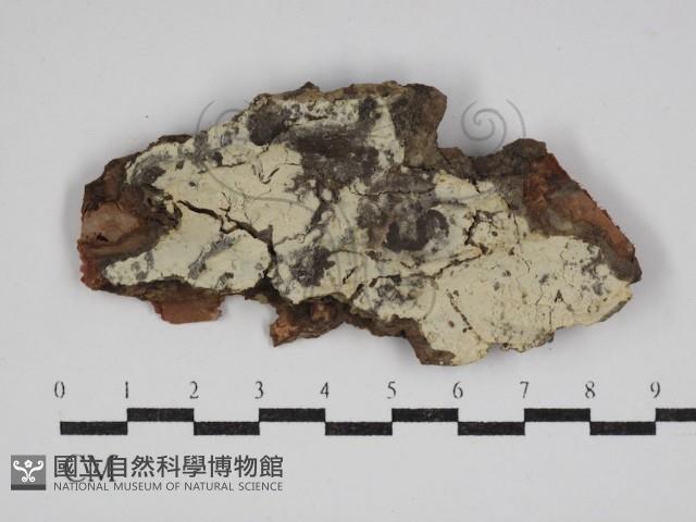 登錄號:F0030494藏品圖，第1張