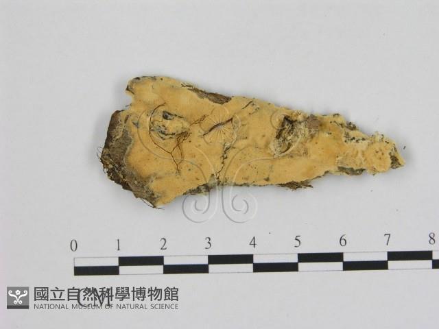 登錄號:F0006494藏品圖，第1張