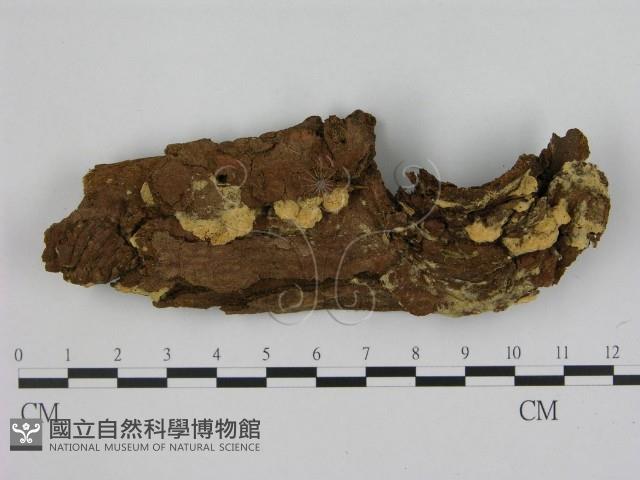 登錄號:F0001494藏品圖，第1張