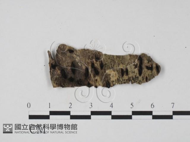 登錄號:F0011494藏品圖，第1張