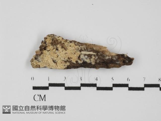 登錄號:F0031494藏品圖，第1張