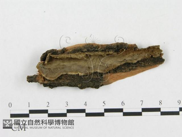 登錄號:F0004494藏品圖，第1張