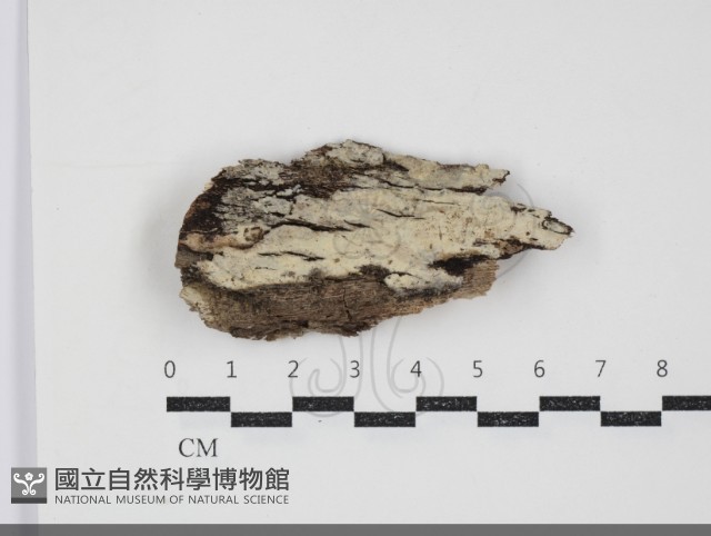 登錄號:F0034494藏品圖，第1張