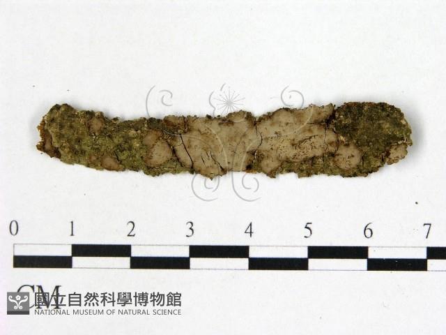 筍殼菌屬藏品圖，第1張